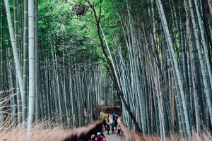 Kyoto Bamboo