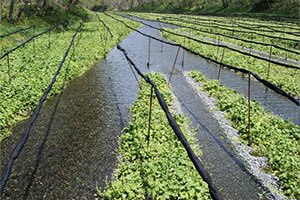 Wasabi Farm in Nagano