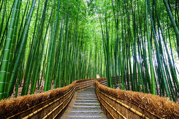 Destination Japan