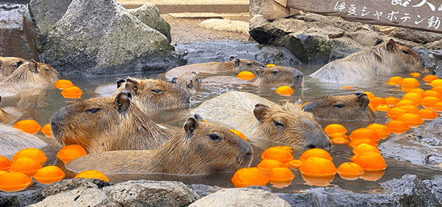 Mt.Omuro & Capybara Cuddles Tour From Tokyo