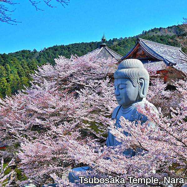Tsubosaka Temple and cherry blossoms