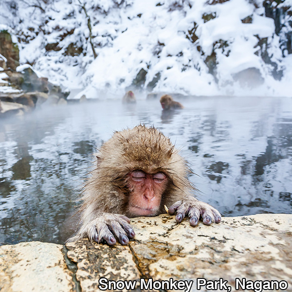 Snow Monkey Park, Nagano