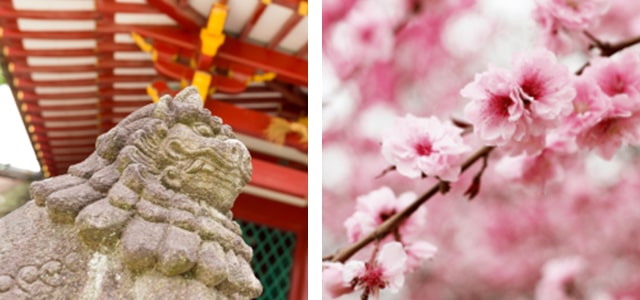 Kyushu Splendid Sakura Tour 2026