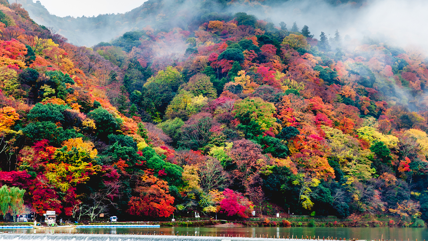 fall-foliage-in-arashiyama
