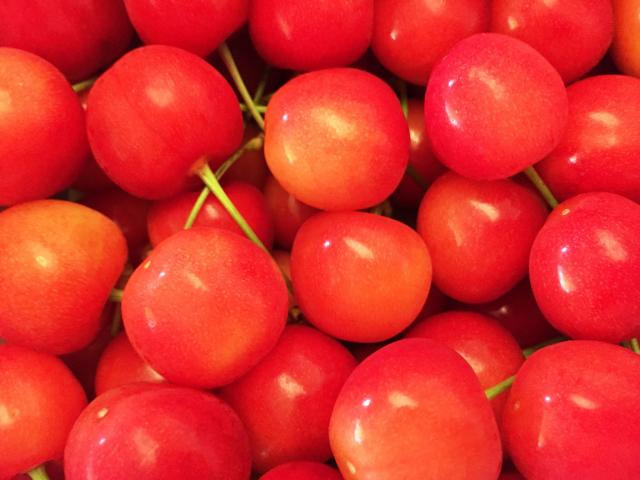 Fruit Picking in Yamagata