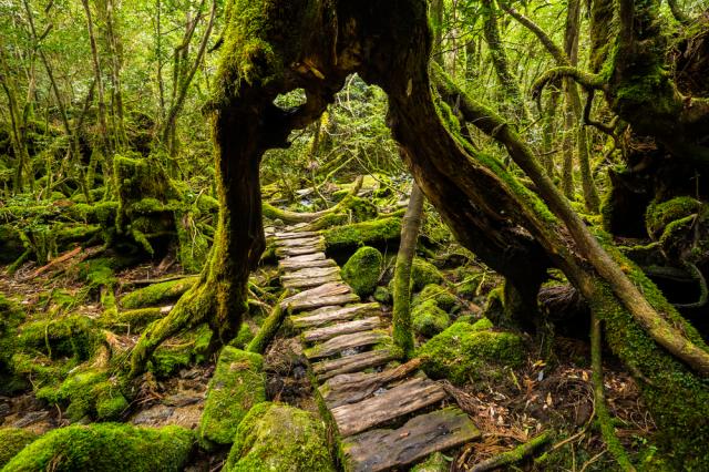 Yakushima
