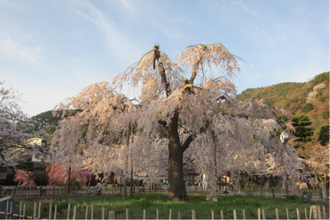 Cherry Blossoms in Kyoto
