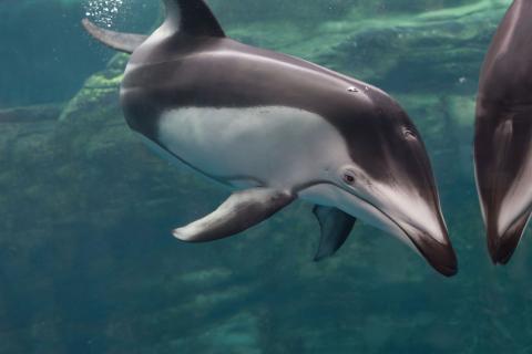 Osaka Aquarium