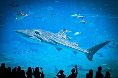 Churaumi Aquarium