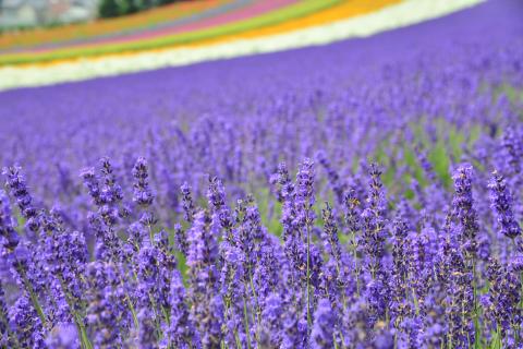 Furano Flowers