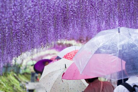 Kawachi Fujien Wisteria Garden