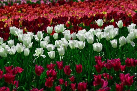 Hiroshima Flower Festival