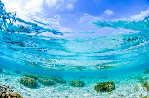The Wildlife of Okinawa