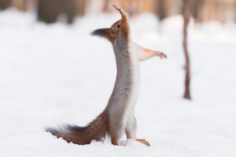 The Wildlife of Hokkaido
