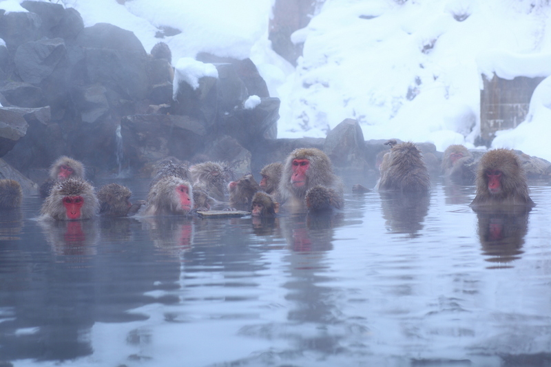 snow monkeys