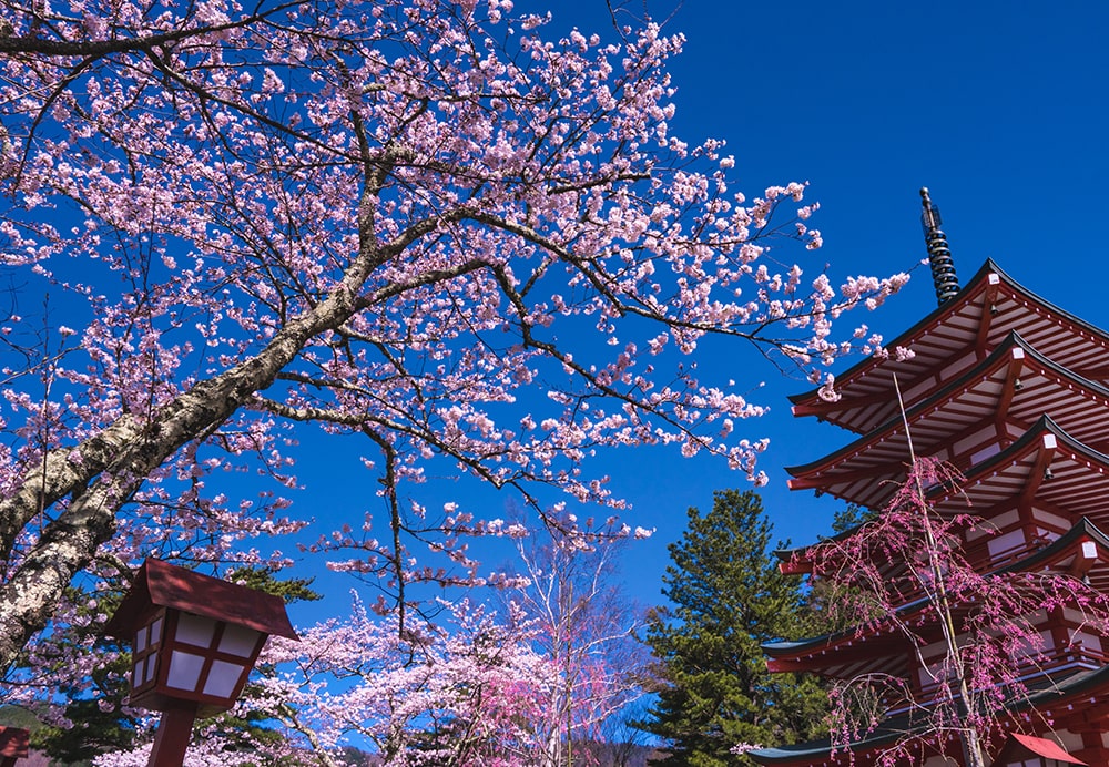 Sakura Festival