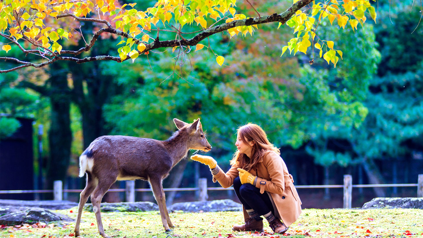 Japan Package Tours