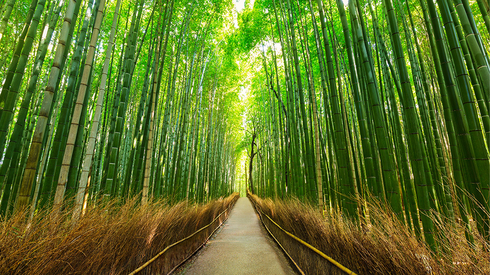 Japan Package Tours