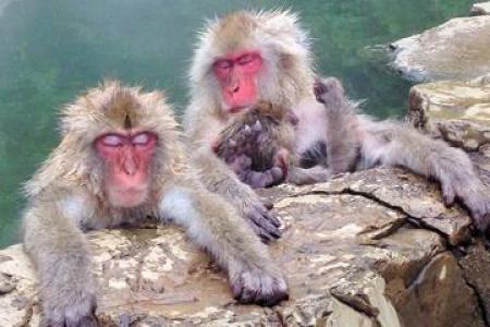 Zenko-ji Temple and Snow Monkey Day Tour in Nagano