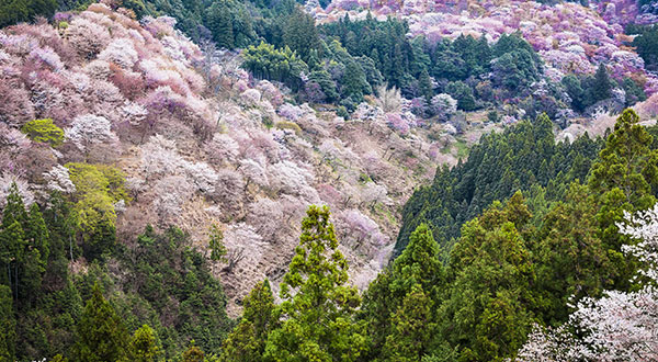 Goryokaku - Japan’s Most Spectacular Views