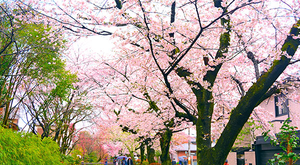 Goryokaku - Japan’s Most Spectacular Views
