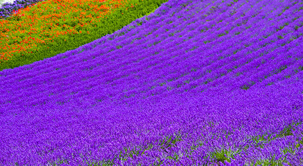 Nakafurano - Japan’s Most Spectacular Views