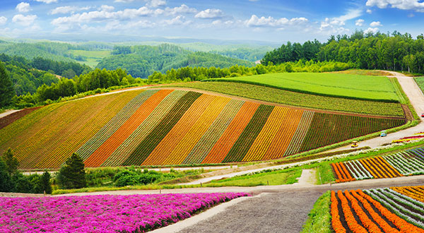 Nakafurano - Japan’s Most Spectacular Views