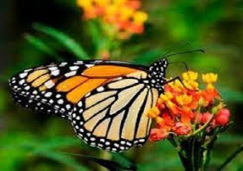 【1月～2月限定】モナルカ蝶ツアー 