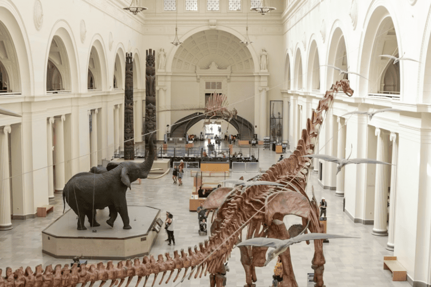 フィールド自然史博物館 一般入場チケット フィールド自然史博物館 一般入場チケット