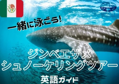 カンクン発 ジンベエザメ シュノーケリング ＜英語ガイド＞<br>基本プラン