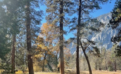 ヨセミテ国立公園観光ツアー|サンフランシスコ発 / 日帰り / 日本語ガイド (セコイア トンネルビュー 他) ヨセミテ国立公園観光ツアー|サンフランシスコ発 / 日帰り / 日本語ガイド (セコイア トンネルビュー 他)