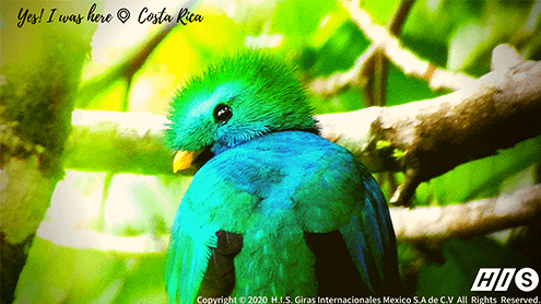 幻の鳥ケツァール