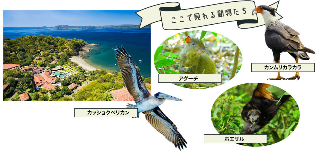 コスタリカの奇跡 コスタリカの奇跡 ～積極的平和国家のつくり方～