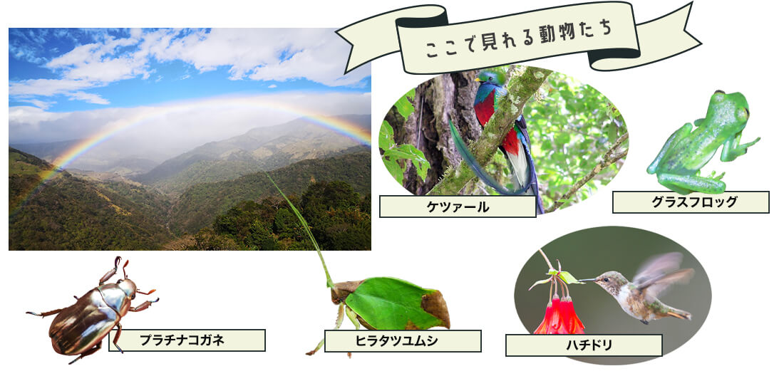 モンテベルデ自然保護区