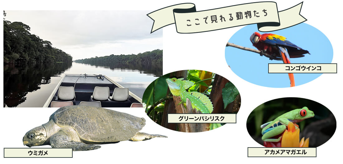 コスタリカ 生命の楽園