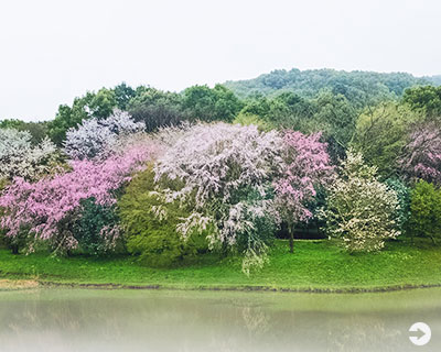 Japan’s Most Spectacular Views in Spring
