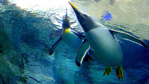 Asahiyama Zoo and Light up Blue Pond & Shirahige waterfall Tour