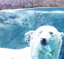 Asahiyama Zoo