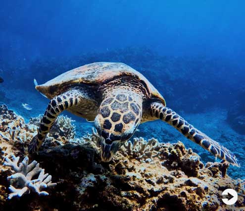 The Wildlife of Okinawa