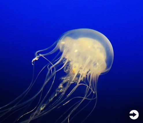 Wildlife to watch out for