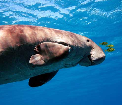 The Wildlife of Okinawa