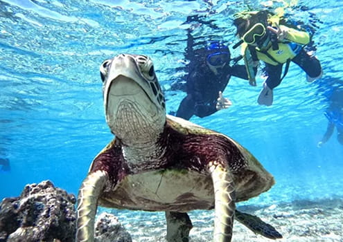 Sea turtle snorkeling and clear SUP in Miyako Island